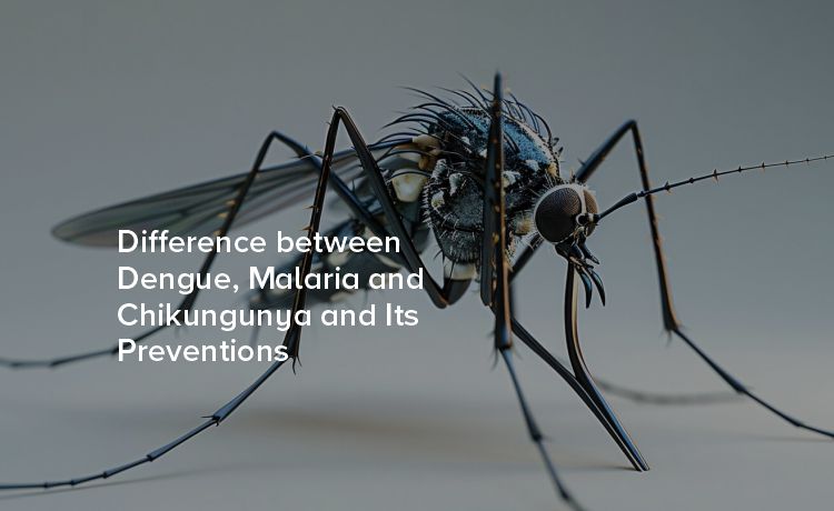 Difference between Dengue, Malaria and Chikungunya and Its Preventions